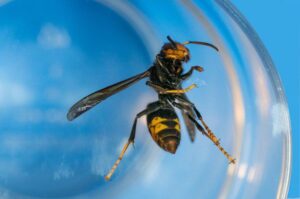 close-up of yellow-legged wasp inside transparent container with blue background