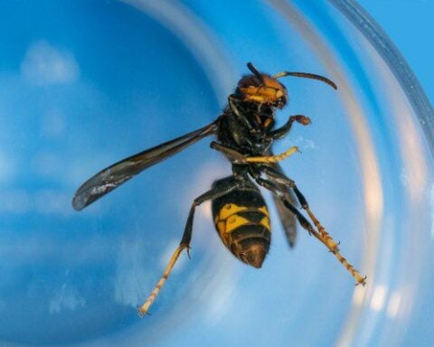 close-up of yellow-legged wasp inside transparent container with blue background