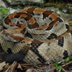 Timber rattlesnake (Crotalus horridus) coiled among leaf litter and small plants, with dark banded pattern on a lighter background.