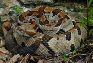 Timber rattlesnake (Crotalus horridus) coiled among leaf litter and small plants, with dark banded pattern on a lighter background.
