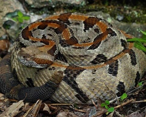 Timber rattlesnake (Crotalus horridus) coiled among leaf litter and small plants, with dark banded pattern on a lighter background.