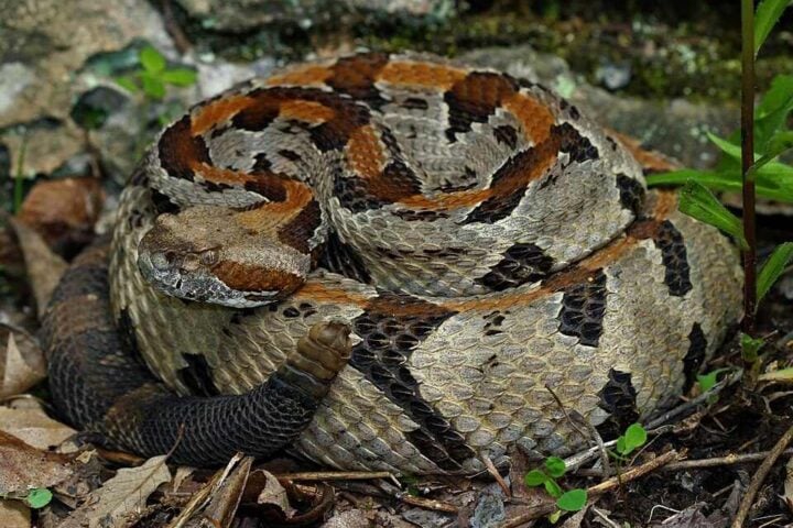 Timber rattlesnake (Crotalus horridus) coiled among leaf litter and small plants, with dark banded pattern on a lighter background.