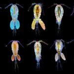 A row of microscopic copepods, each displaying iridescent stress-response markers, against a black background.
