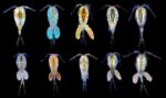 A row of microscopic copepods, each displaying iridescent stress-response markers, against a black background.