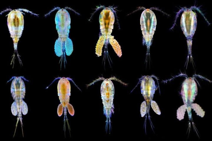 A row of microscopic copepods, each displaying iridescent stress-response markers, against a black background.