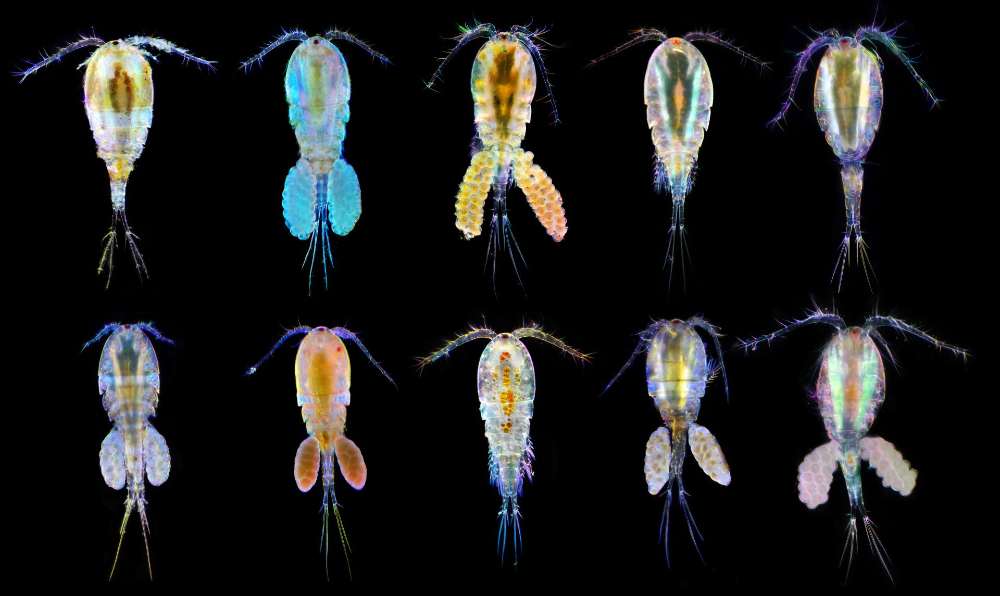 A row of microscopic copepods, each displaying iridescent stress-response markers, against a black background.
