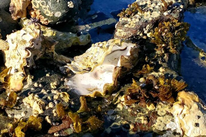 Close-up underwater image of Pacific oysters with gaping shells showing their pale flesh, surrounded by smaller oysters and marine growth attached to rocks in shallow blue water