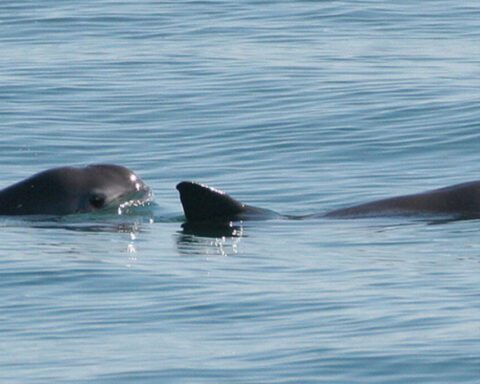 Two vaquita porpoises surfacing in calm blue waters, showing their distinctive dark eye patches and rounded snouts.