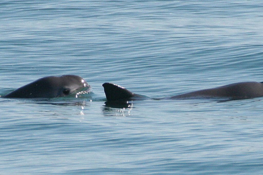 Two vaquita porpoises surfacing in calm blue waters, showing their distinctive dark eye patches and rounded snouts.