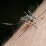 Macro of a mosquito on human skin with proboscis inserted; long legs visible against a dark background highlighting skin texture.