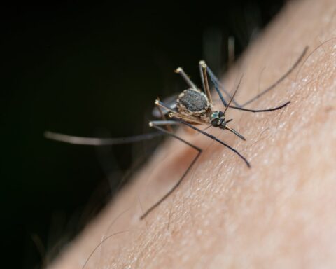 Macro of a mosquito on human skin with proboscis inserted; long legs visible against a dark background highlighting skin texture.