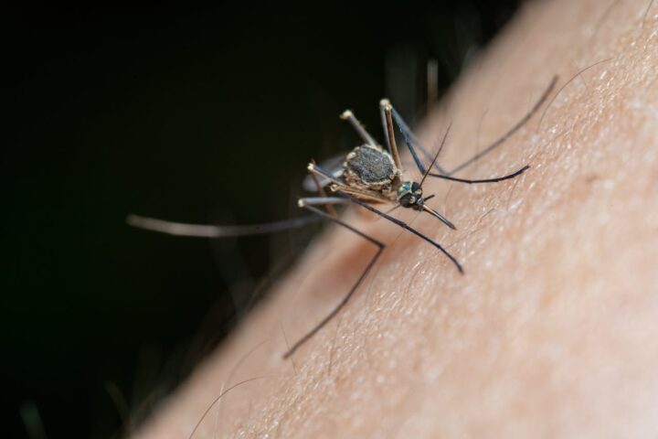 Macro of a mosquito on human skin with proboscis inserted; long legs visible against a dark background highlighting skin texture.