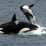 A wild orca (killer whale) breaches the ocean surface, displaying its distinctive black and white coloration as it jumps partially out of gray waters, demonstrating natural behavior in its native habitat.