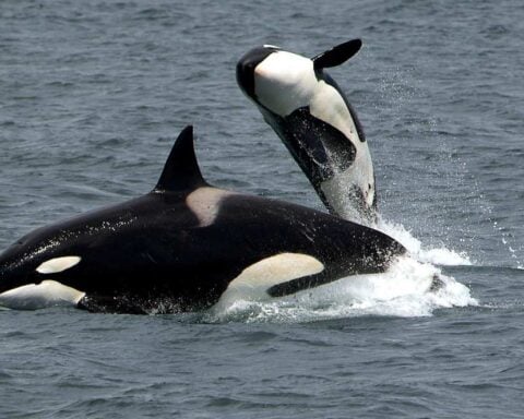 A wild orca (killer whale) breaches the ocean surface, displaying its distinctive black and white coloration as it jumps partially out of gray waters, demonstrating natural behavior in its native habitat.