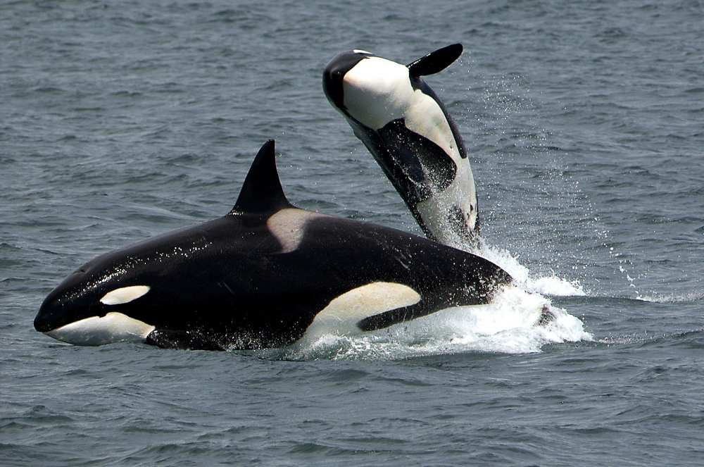 A wild orca (killer whale) breaches the ocean surface, displaying its distinctive black and white coloration as it jumps partially out of gray waters, demonstrating natural behavior in its native habitat.