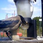 A hooded crow picks up a stick from the ground and drops it into a bin to receive a peanut reward.