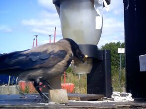A hooded crow picks up a stick from the ground and drops it into a bin to receive a peanut reward.