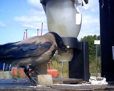 A hooded crow picks up a stick from the ground and drops it into a bin to receive a peanut reward.