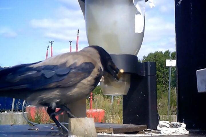 A hooded crow picks up a stick from the ground and drops it into a bin to receive a peanut reward.