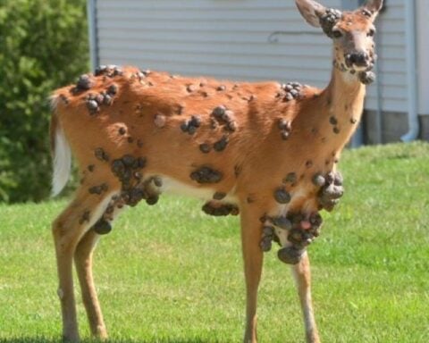 White-tailed deer with multiple cutaneous fibromas, a common wildlife condition caused by papillomavirus, often misinterpreted as mutations on social media.