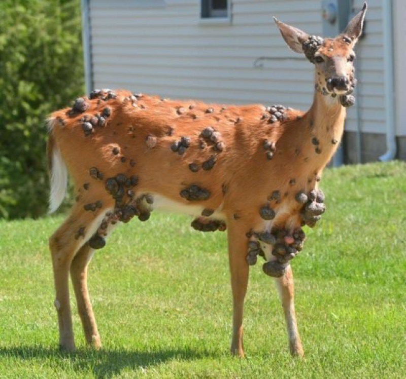 White-tailed deer with multiple cutaneous fibromas, a common wildlife condition caused by papillomavirus, often misinterpreted as mutations on social media.