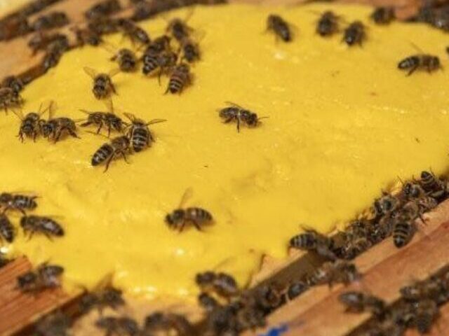 cropped-Oxfords-Engineered-Yeast-Superfood-Boosts-Bee-Colonies-15x-in-Groundbreaking-Study-15.jpg