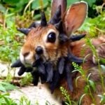 Wild rabbit papillomavirus cases in Colorado underscore the need for public awareness about wildlife diseases that don’t cross to humans but can affect pet rabbits.