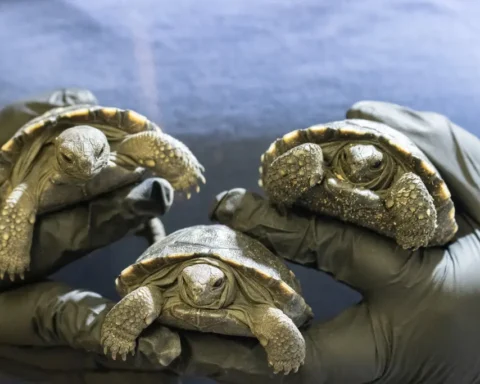 Three baby Galapagos tortoise hatchlings being carefully held by a zookeeper wearing protective gloves. The small hatchlings have distinctive patterned shells with yellowish markings against a darker background.