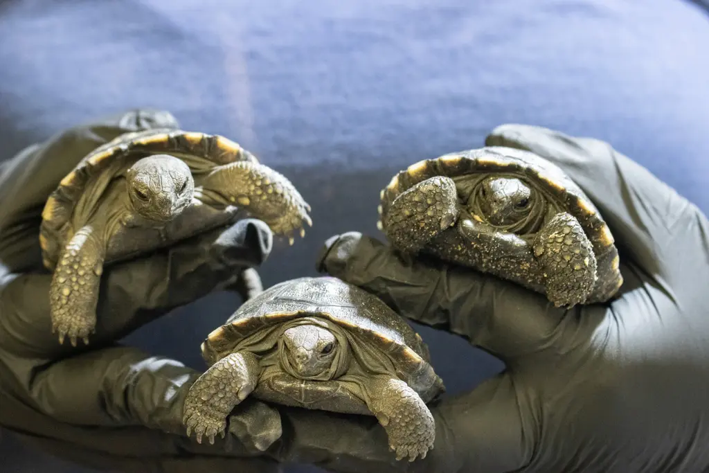 Three baby Galapagos tortoise hatchlings being carefully held by a zookeeper wearing protective gloves. The small hatchlings have distinctive patterned shells with yellowish markings against a darker background.