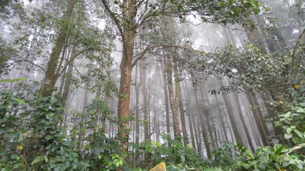 Misty tropical rainforest in Indonesia with tall trees creating a dense canopy and lush green understory vegetation.