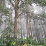 Misty tropical rainforest in Indonesia with tall trees creating a dense canopy and lush green understory vegetation.