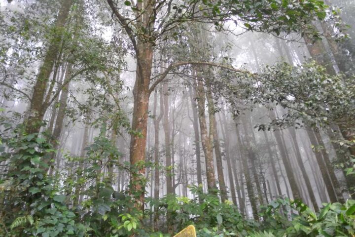 Misty tropical rainforest in Indonesia with tall trees creating a dense canopy and lush green understory vegetation.
