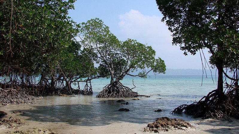 A serene view of a muddy mangrove beach exposed during low tide on Havelock Island, part of the Andaman and Nicobar archipelago, showcasing a fragile coastal ecosystem.