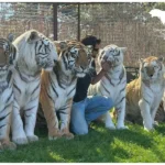 Tiger handler kneeling with six tigers, including orange and white variants, inside an enclosure at Growler Pines Tiger Preserve, Hugo, Oklahoma.