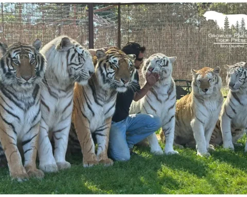Tiger handler kneeling with six tigers, including orange and white variants, inside an enclosure at Growler Pines Tiger Preserve, Hugo, Oklahoma.