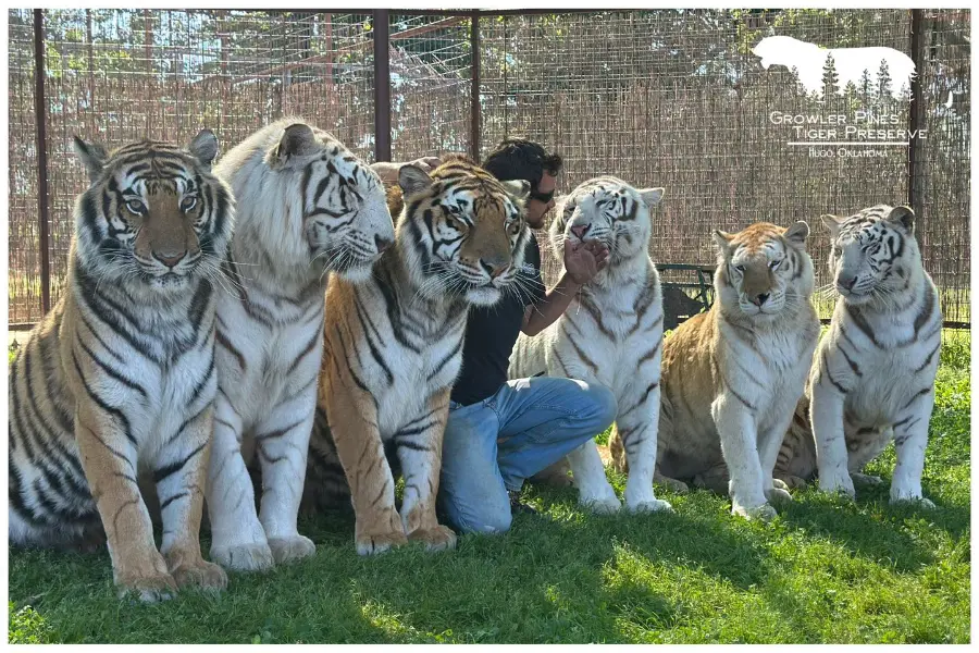 Tiger handler kneeling with six tigers, including orange and white variants, inside an enclosure at Growler Pines Tiger Preserve, Hugo, Oklahoma.