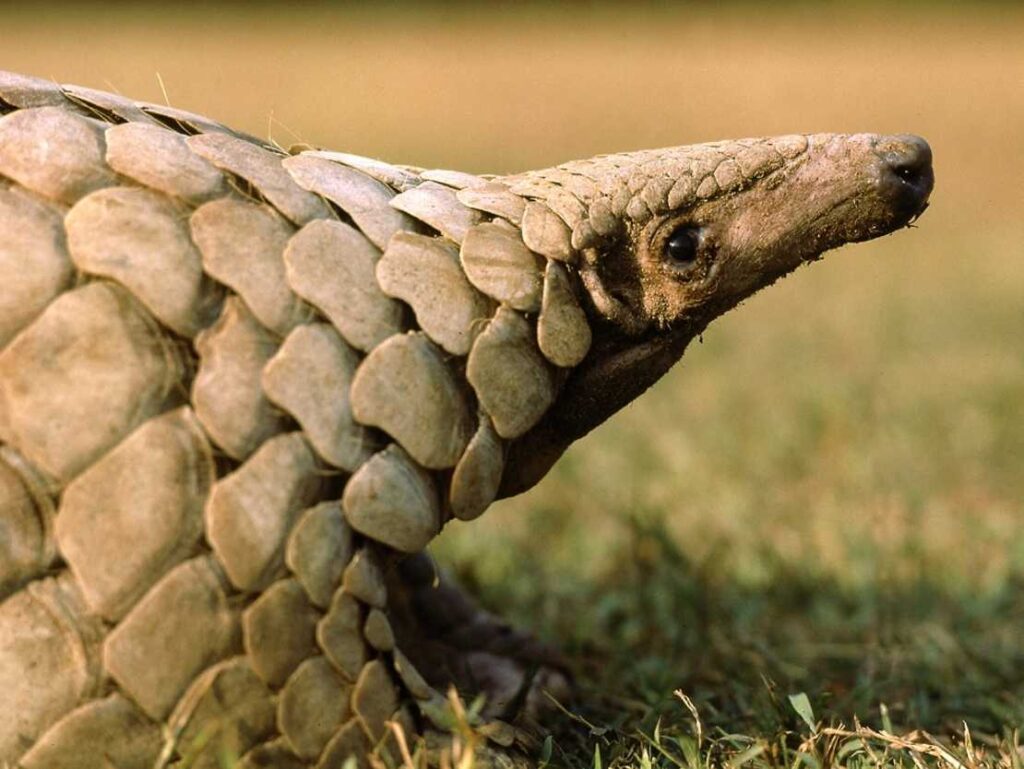 Close-up profile of an Indian pangolin (Manis crassicaudata) showing its distinctive scaled body and pointed snout against a grassy background.