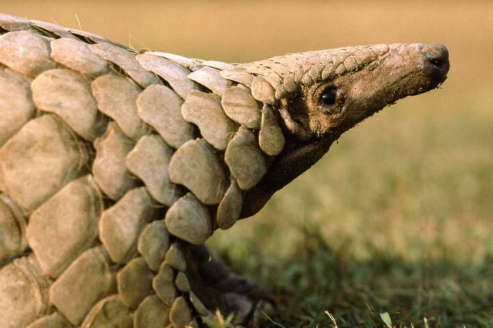Close-up profile of an Indian pangolin (Manis crassicaudata) showing its distinctive scaled body and pointed snout against a grassy background.