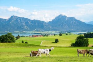 Cattle grazing on green pasture with mountains and a lake in the background in a European alpine landscape