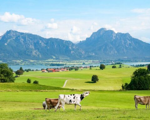 Cattle grazing on green pasture with mountains and a lake in the background in a European alpine landscape
