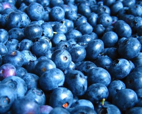 Close-up photograph of fresh blueberries with their characteristic dusty blue color and natural bloom, showing the fruit that's central to APVMA's pesticide suspension proposal.
