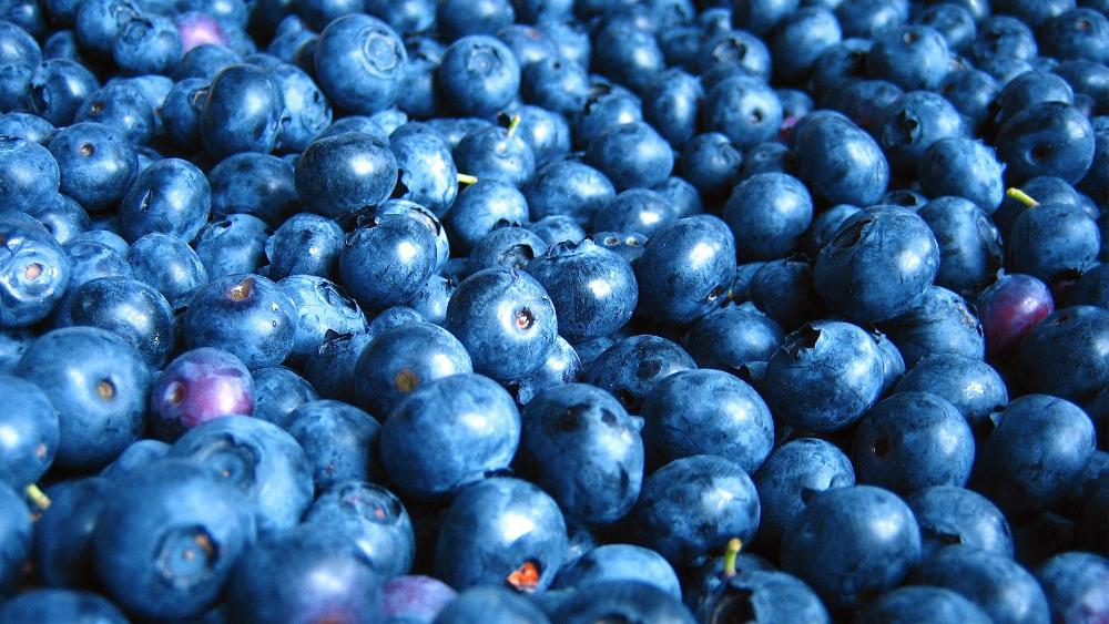 Close-up photograph of fresh blueberries with their characteristic dusty blue color and natural bloom, showing the fruit that's central to APVMA's pesticide suspension proposal.