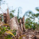 Tree stumps and partially cleared forest area near the Negro river in the Brazilian Amazon, showing deforestation with remaining forest visible in the background.