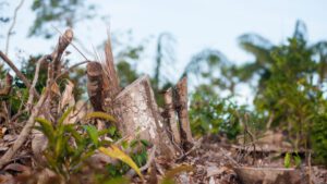 Tree stumps and partially cleared forest area near the Negro river in the Brazilian Amazon, showing deforestation with remaining forest visible in the background.