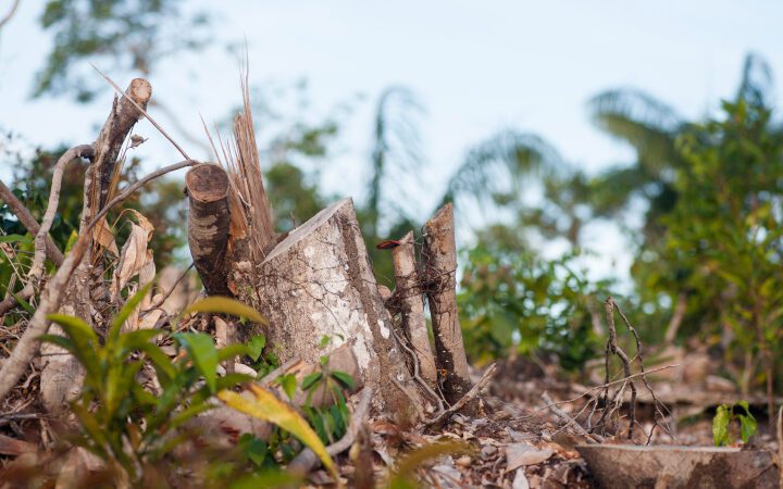 Tree stumps and partially cleared forest area near the Negro river in the Brazilian Amazon, showing deforestation with remaining forest visible in the background.
