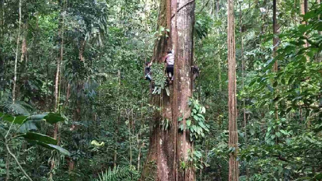 Researcher climbing a large tree trunk to take measurements in the dense Amazon rainforest, illustrating the fieldwork behind the study that found trees growing fatter due to increased carbon dioxide.
