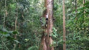 Researcher climbing a large tree trunk to take measurements in the dense Amazon rainforest, illustrating the fieldwork behind the study that found trees growing fatter due to increased carbon dioxide.