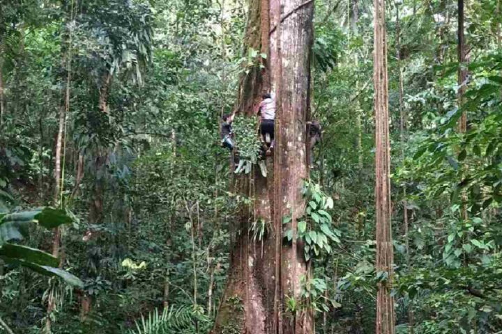 Researcher climbing a large tree trunk to take measurements in the dense Amazon rainforest, illustrating the fieldwork behind the study that found trees growing fatter due to increased carbon dioxide.