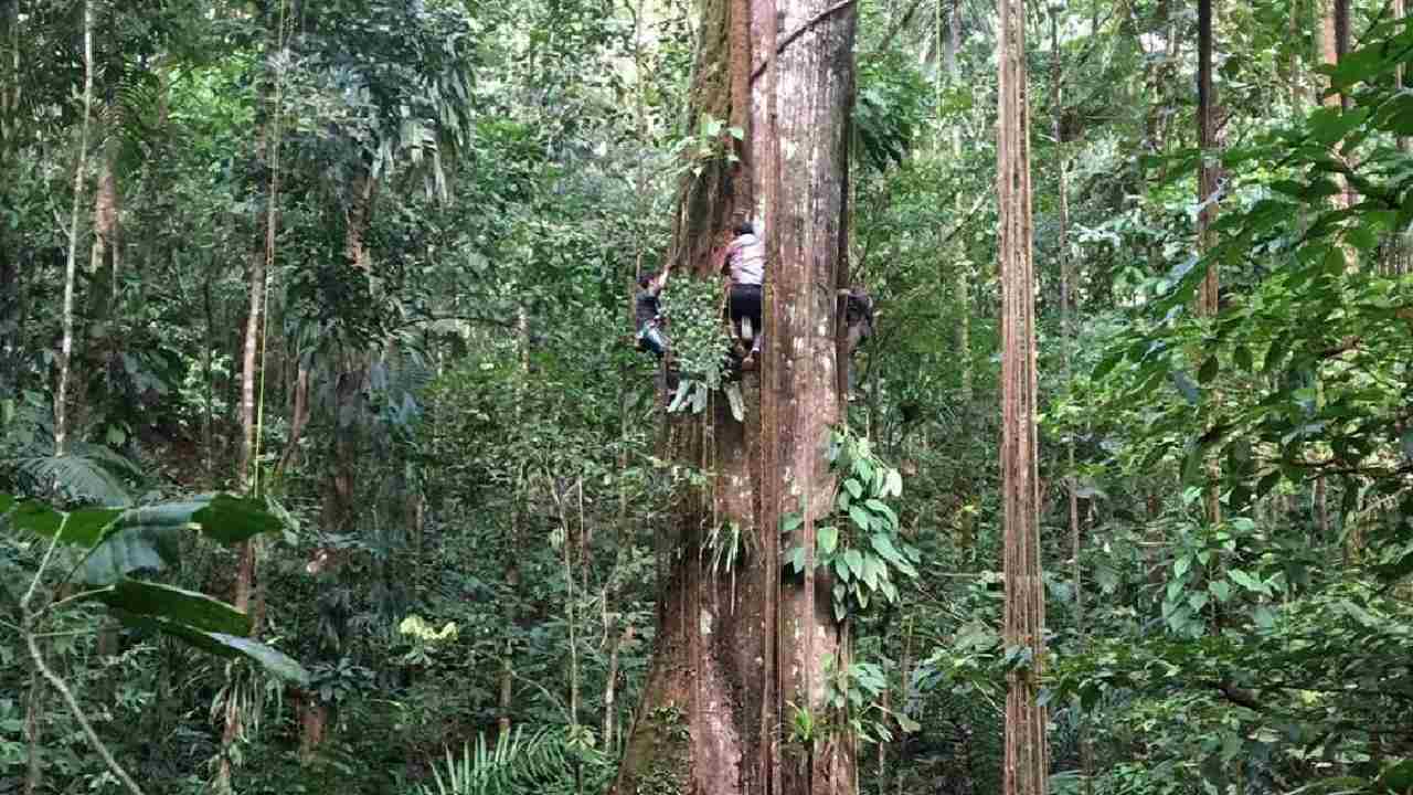 Researcher climbing a large tree trunk to take measurements in the dense Amazon rainforest, illustrating the fieldwork behind the study that found trees growing fatter due to increased carbon dioxide.