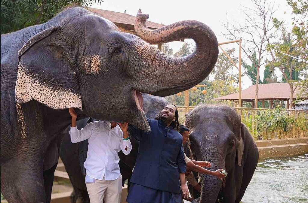 Anant Ambani standing with elephants at Vantara zoo in Jamnagar, Gujarat, during a conservation event.